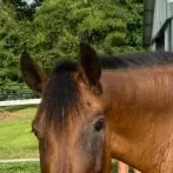 Police Horse Hit by Drunk Driver for Second Time in 16-Year Career